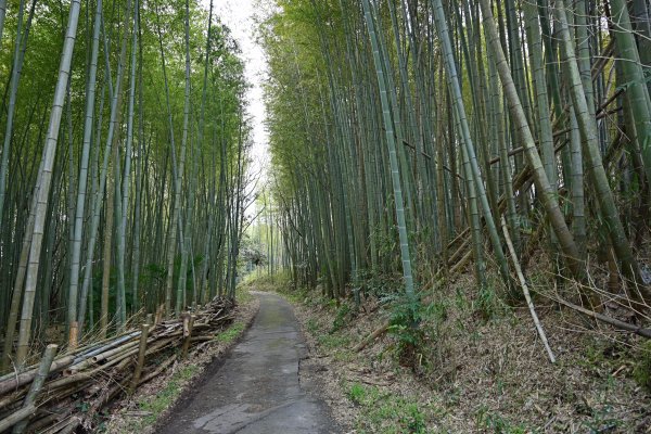 廃線跡らしい道(1)