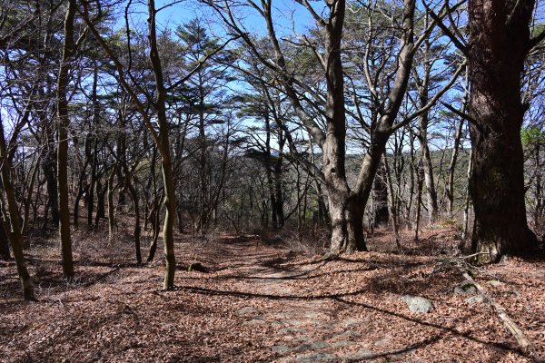 登山道(32)