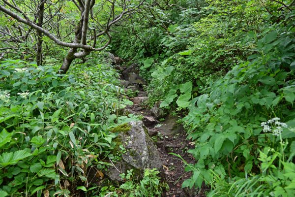 登りにくい登山道