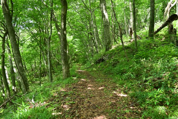 大池の山側の道