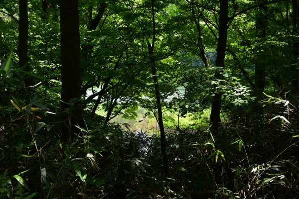 面子坂ノ池の入り口