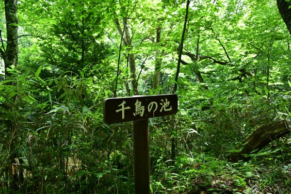 千鳥の池：看板