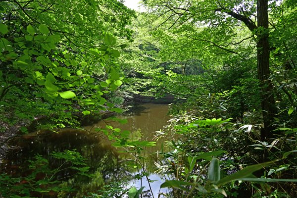 千鳥の池