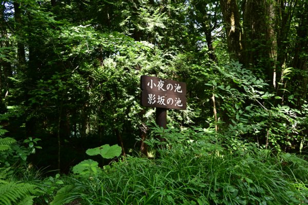 小夜の池・影坂の池