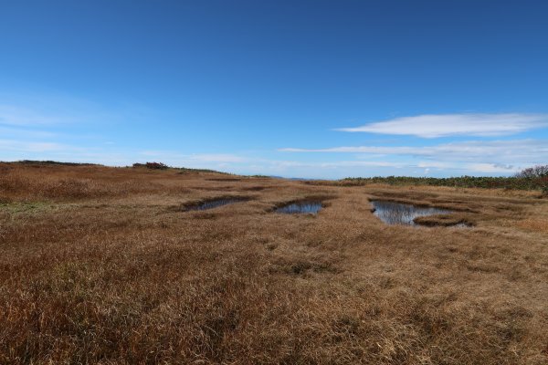 弥陀ヶ原湿原