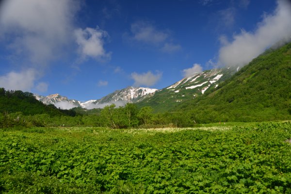 ミズバショウ湿原(2)