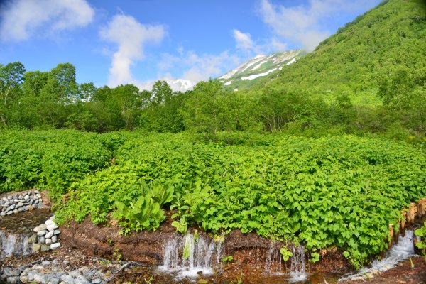 ミズバショウ湿原(3)