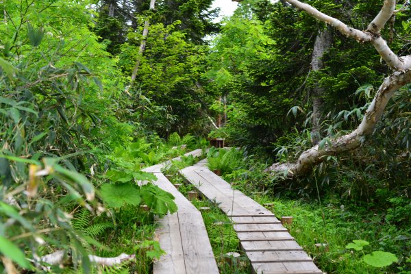 ワタスゲ湿原の北側の道