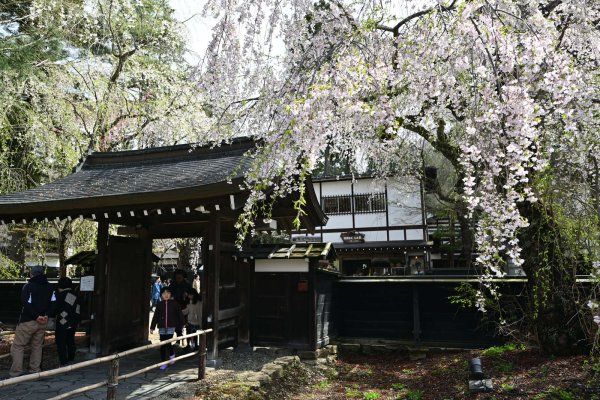 角館(2)：武家屋敷通り