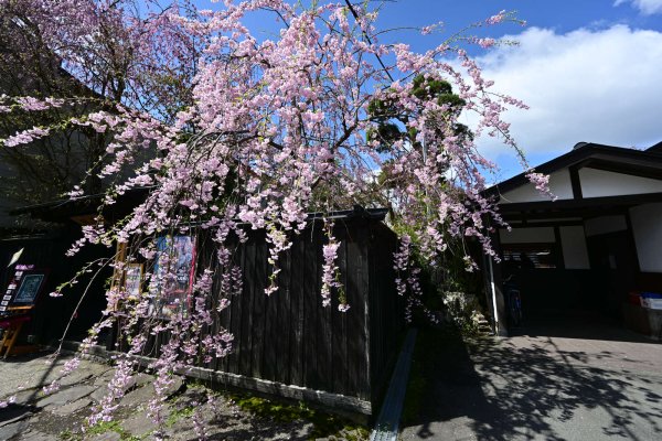 角館(3)：武家屋敷通り