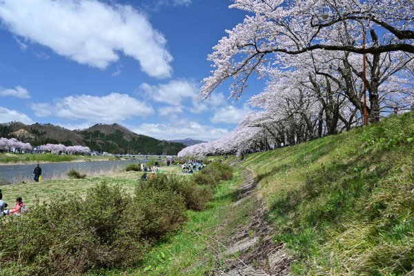 角館(9)：桧木内川のサクラ並木