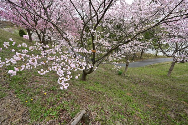 日本国花苑(2)