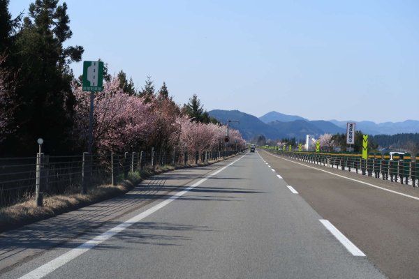 東北自動車道の桜