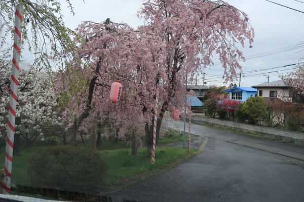 交差点の桜