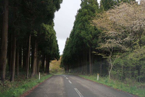 八望台に向かう道路