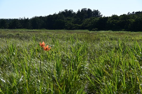 ペンセ湿原(2)