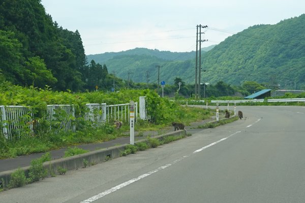 野生の猿