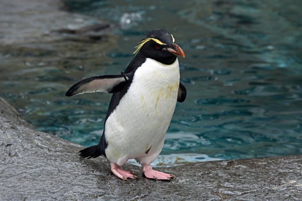 旭山動物園(1)：いわとびペンギン
