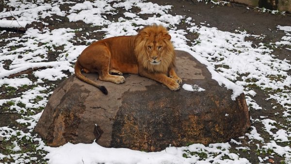 旭山動物園(10)：ライオン