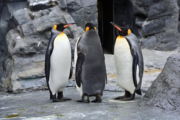 旭山動物園(13)：ペンギンの首脳会談