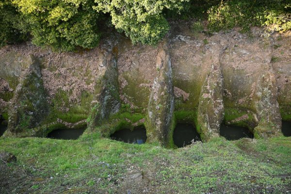 馬場楠井出の鼻ぐり(2)