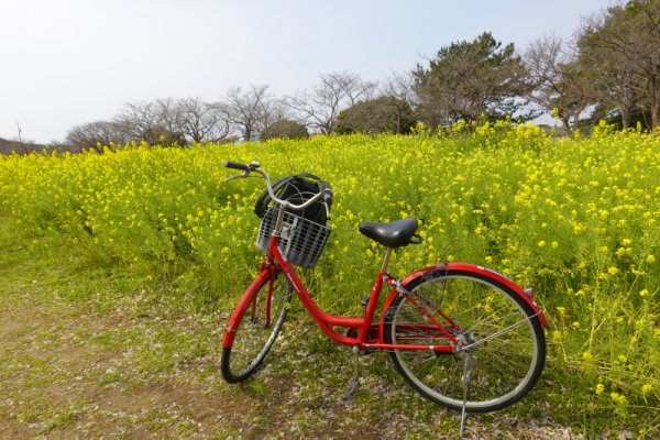 公園でのサイクリング