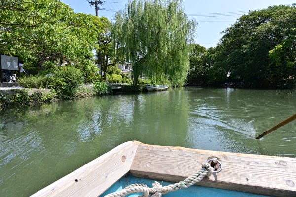 水郷柳川の川下り(11)：柳の木