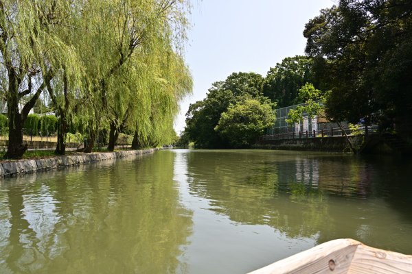 水郷柳川の川下り(14)：柳並木