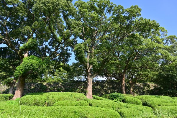 舞鶴公園(1)：つつじ園