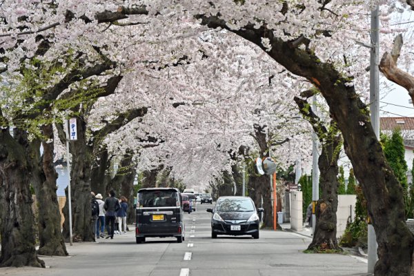 松蔭町のサクラ並木