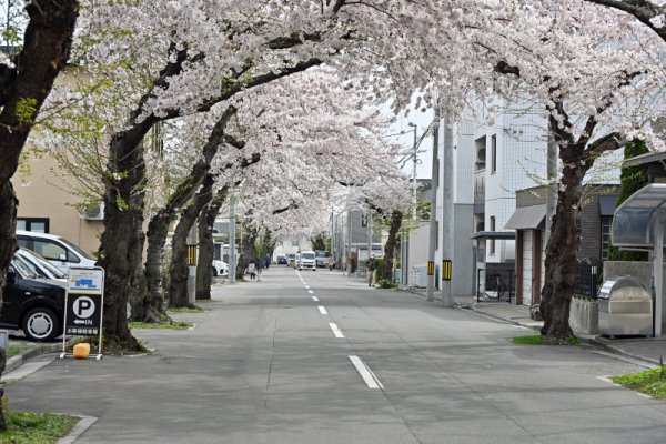 松蔭町のサクラ並木