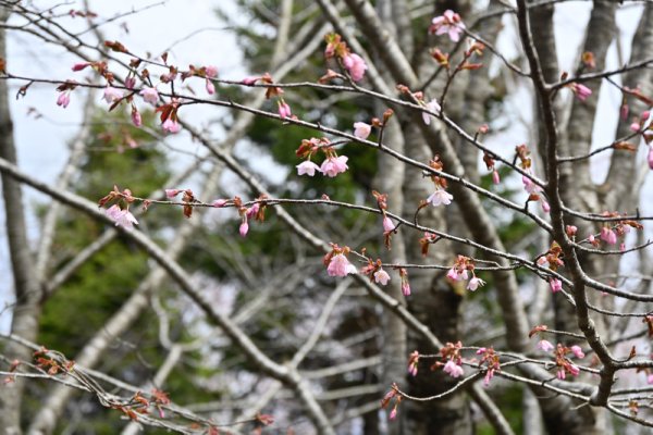 函館市民の森：桜