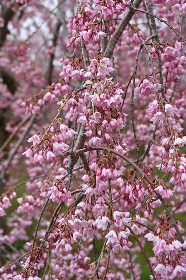 五稜郭：枝垂れ桜