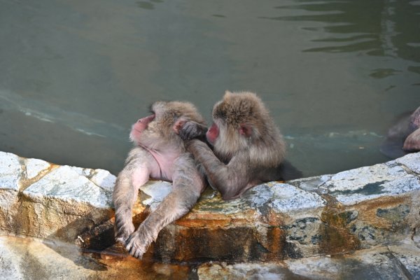 函館熱帯植物園：温泉に入るサル