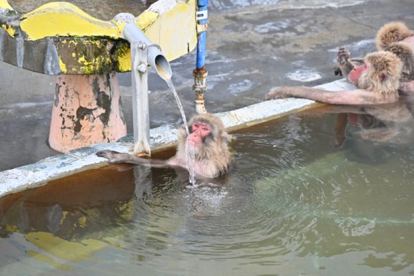 函館熱帯植物園：飲泉するサル