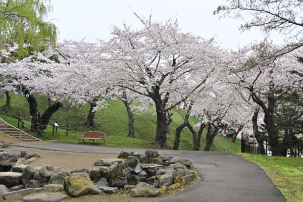 函館公園：南側