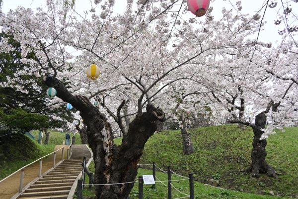 函館公園：最古級のソメイヨシノ