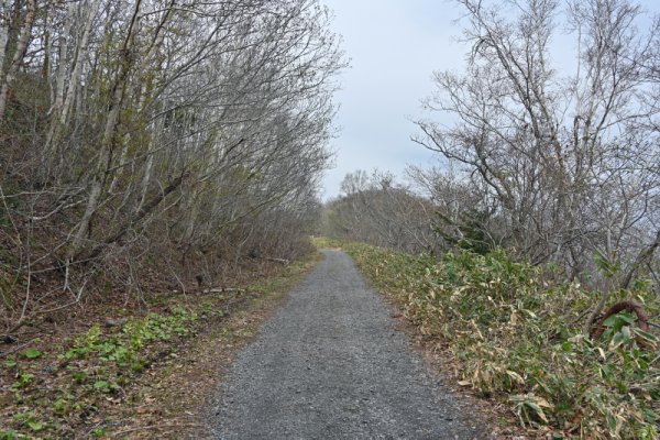 函館山トレッキング：林道