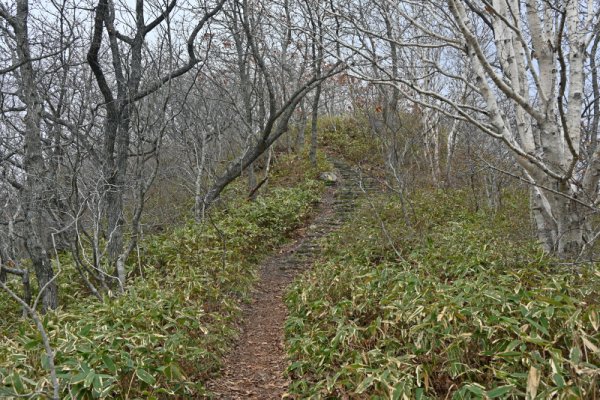 函館山トレッキング：入江山に