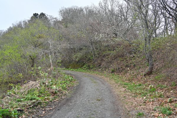 函館山トレッキング：千畳敷への道