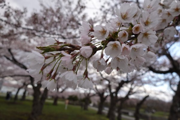 五稜郭公園：桜