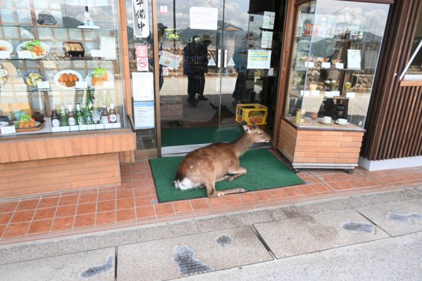 宮島の鹿さん(2)