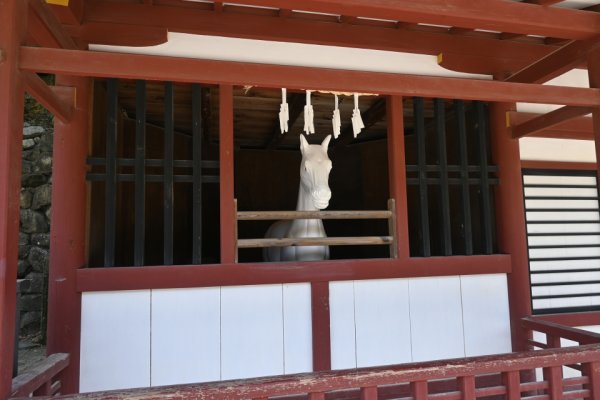厳島神社の神馬