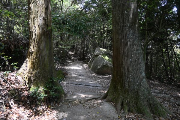 大木の間の道