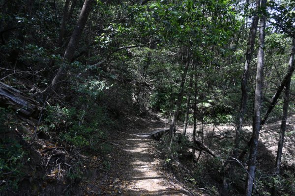 平坦な道