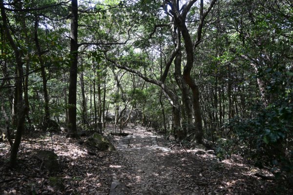 原始林の木陰
