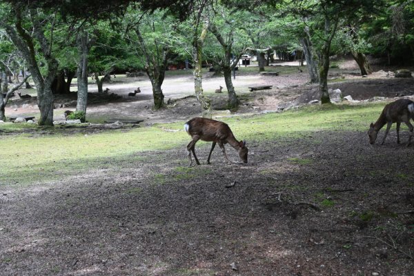 大元公園の鹿さん