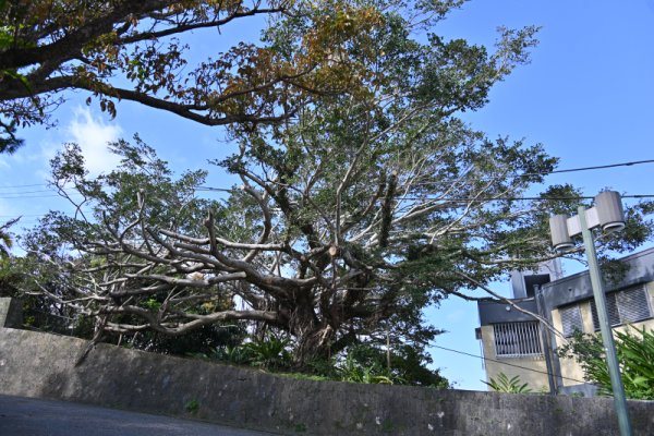 首里城：上の毛公園