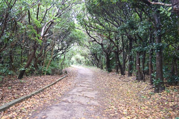久高島：海岸線の道