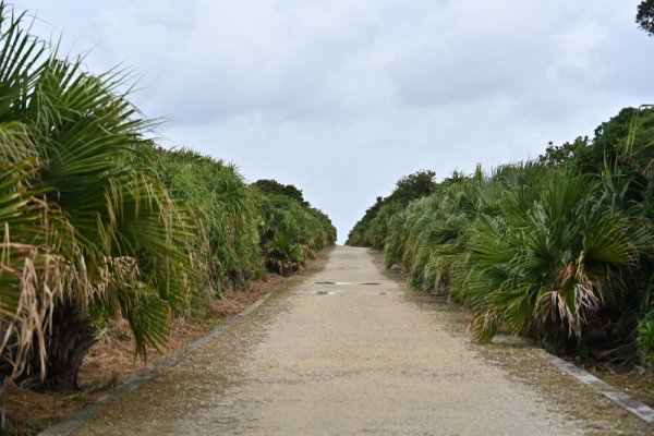 久高島：ビロウの杜